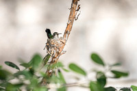 Humming Bird in Tucson 2016